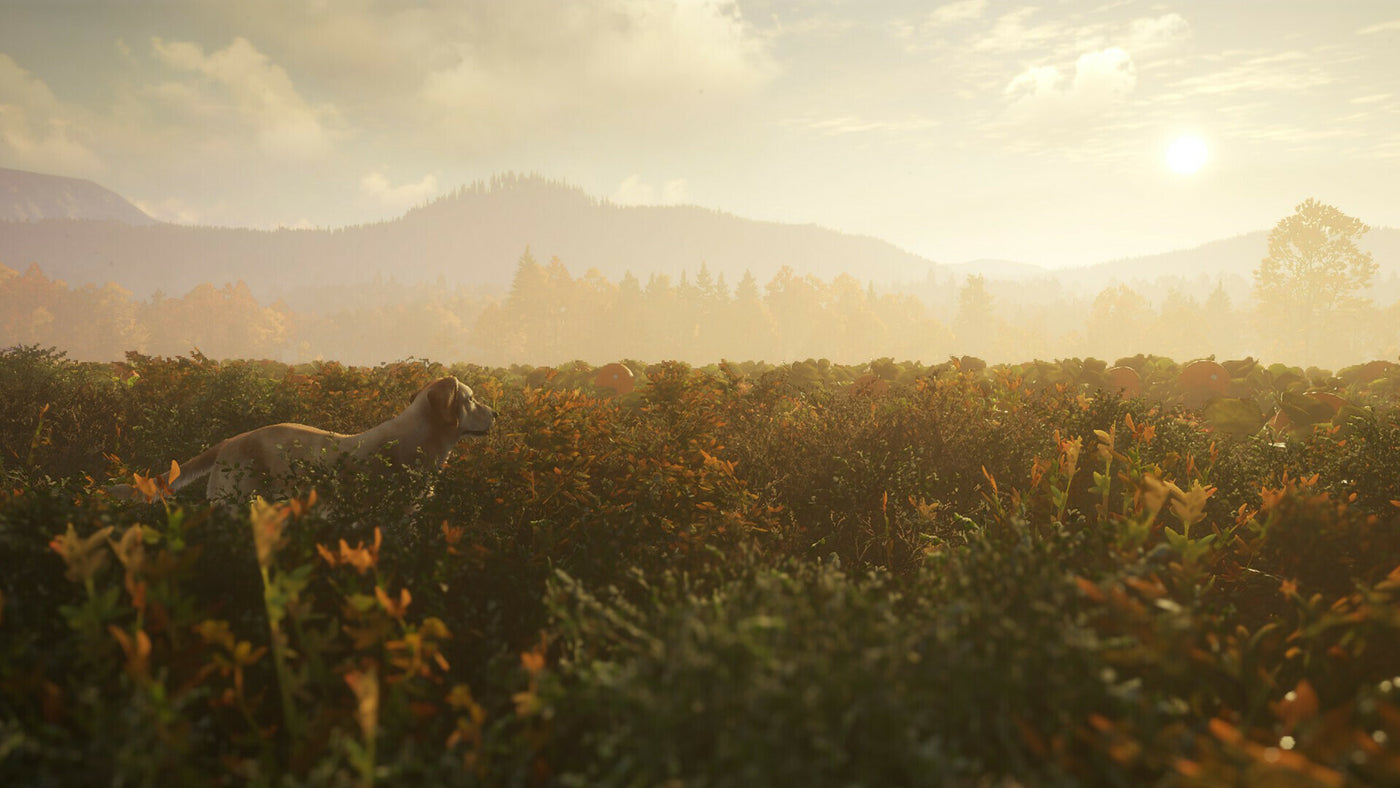 theHunter: Call of the Wild - Labrador Retriever (PC) - Steam Key - GLOBAL